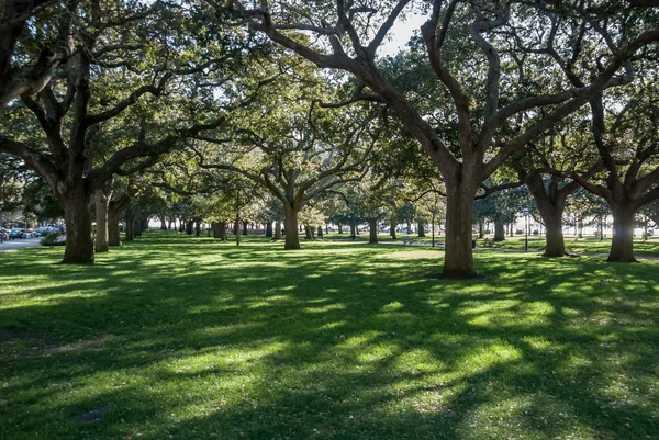 Jardim de ponto branco Charleston Sc — Fotografia de Stock