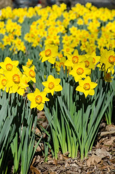 Κάθετη κίτρινο Daffodils — Φωτογραφία Αρχείου