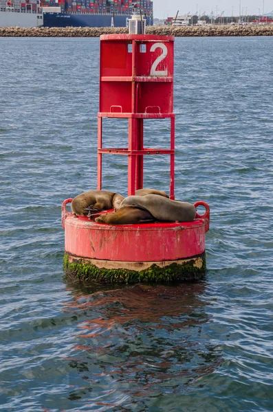 Seelöwen kuscheln an einer roten Boje im langen Strandhafen senkrecht — Stockfoto