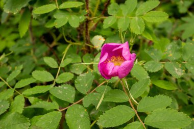 Yellowstone Ulusal Parkı 'nda Açık Gülün Pembe Yaprakları