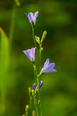 Yazın Buzul 'da Mor Dambıllı Kök