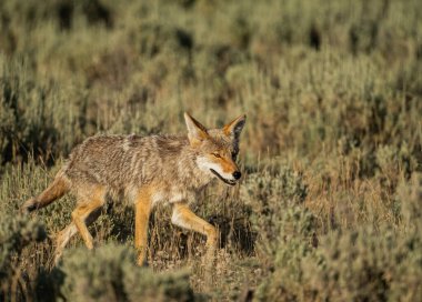 Yellowstone Ulusal Parkı 'ndaki Bilge Çalı Tarlası' ndan Kaçan Çakal Trots