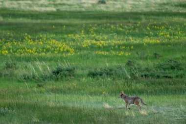 Rocky Dağları Ulusal Parkı 'nda Sarı Çiçeklerle Dolu Çayırın karşısında Dişi Çakal Trotları