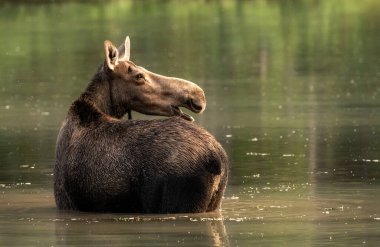 Dişi geyik, Buzul Ulusal Parkı 'nda gölde dururken Ağızlarıyla Arkasına Bakar