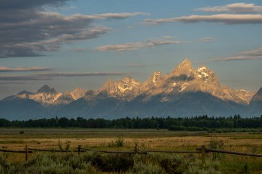 Küçük Çit Tarla Rüzgarının Kıyısında Duruyor Yazın Büyük Ton Dönemi