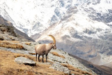 Ibex, Alp Dağları 'ndaki Karla Rocky Dağı' ndan aşağı bakıyor.