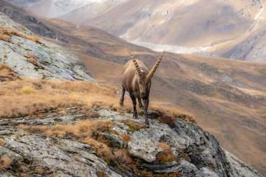Erkek Ibex, sonbaharda İsviçre Alplerinde Kaya Çıkıntılarından Aşağı İnmeye Başlıyor