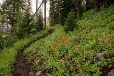 Yellowstone Ulusal Parkı 'nda Çamurlu Yol Fırça Yamalı Geçidi
