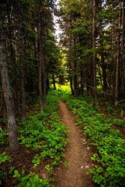 Parlak Yeşil Zemin Buzul Ulusal Parkı 'nda Kanat Önü Önü