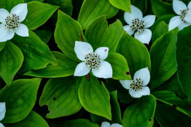 Acadia Ulusal Parkı 'nda Çilek Çiçekleri ve Yaprakları Görüntü Açıklığı