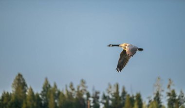 Kanada Kuğusu Grand Teton Ulusal Parkı 'nda mavi gökyüzünde bir kanat çırpışına yakalandı.