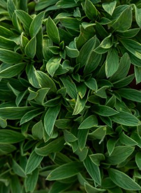 Yoğun Yeşil Yapraklar Buzul Ulusal Parkı 'ndaki Orman zeminini kaplıyor