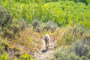 Coyote Garand Teton Ulusal Parkı 'nda Bilge Fırçayla çevrili Patikada Yürüyor