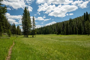 Yellowstone Ulusal Parkı 'ndaki geniş çayır boyunca Dar Yol uzanıyor.