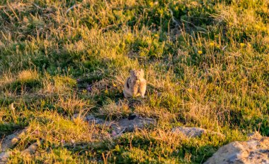 Pika Rocky Dağı Ulusal Parkı 'nda Otlakta Durdu
