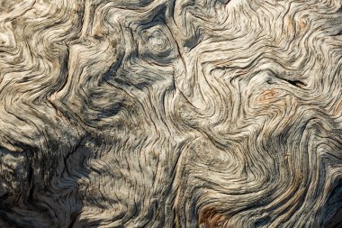 Buzul Ulusal Parkı 'ndaki Eski Kütüğün Burl Dokusu