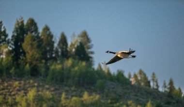 Kanada Kaz Kanatlı Uçuyor Grand Teton Ulusal Parkı 'nda Geniş Açıldı