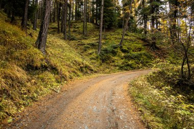 İsviçre yamaçlarındaki Çakıl Yolu Huzurlu Orman 'dan sağa dönüyor.