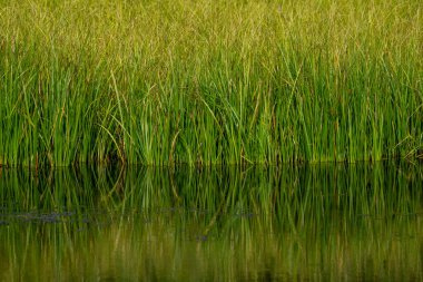 Green Grassy Reeds Crowded Together Mirror In Calm Water in Grand Teton National Park