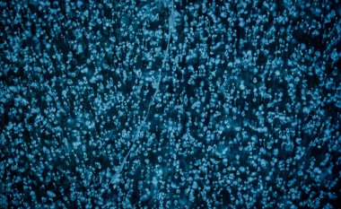 Hava kabarcıkları Rocky Dağı Ulusal Parkı 'ndaki Rüya Gölü' nün donmuş suyuna kilitlendi