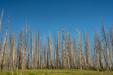 Grand Teton Natoinal Parkı 'nda Yanmış Ağaç Gök Karşıtlığı