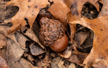 Kahverengili Palamutun Kapanışı Orman Zemininde Yapraklar