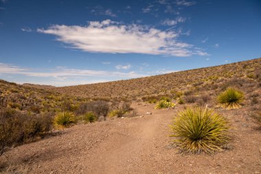 Big Bend Ulusal Parkı 'nda Sotol Fabrikaları Pürüzsüz Yol