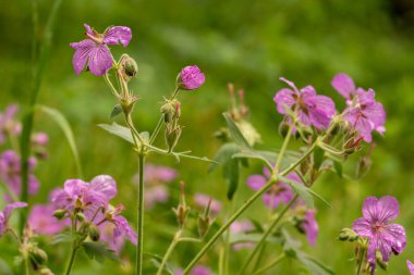 Grand Teton Ulusal Parkı 'nda yazın açmanın farklı aşamalarında birden fazla sardunya.