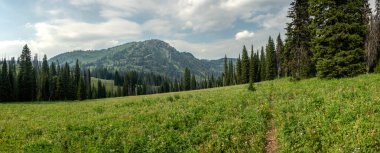 Vahşi çiçeklerle dolu açık çayır Grand Teton Ulusal Parkı 'ndaki Forellen Tepesi' ne doğru ilerliyor.