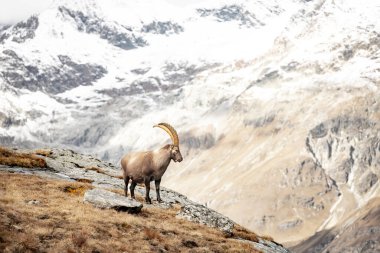 İsviçre Alplerindeki Kayalıklardaki Ibex Profili