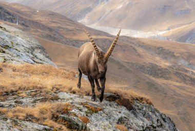 Ibex, İsviçre Alplerinde Dağ yamacında Aşağı Kaya Yüzünde Yürüyor