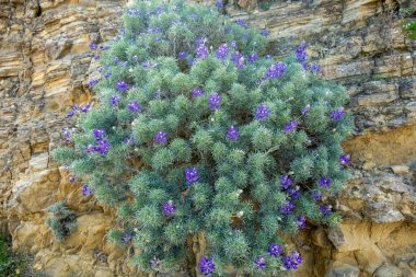 Kanal Adalarında Mor Çiçeklerle Kaplanmış Büyük Lupine Bush