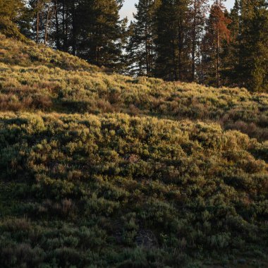 Yellowstone Ulusal Parkı 'ndaki Hayden Vadisi' nde Sabah Işığı Yuvarlanan Tepeleri Isıtıyor