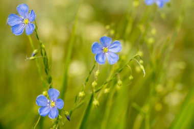 Mavi Flax Parlak Yeşil Çimlere Karşı Patlıyor