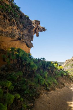 Dev Coreopsis Fabrikaları Hattı Kanal Adaları Ulusal Parkı 'ndaki Santa Rosa Adası' nda bir kumtaşı duvarı