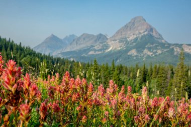 Buzul Ulusal Parkı 'nda, Cosley Ridge ile Pembe ve Parlak Kırmızı Boya Çiçekleri