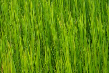 Grand Teton Ulusal Parkı 'nda Vahşi Çimenlerin Bıçakları Çerçeveyi Dolduruyor