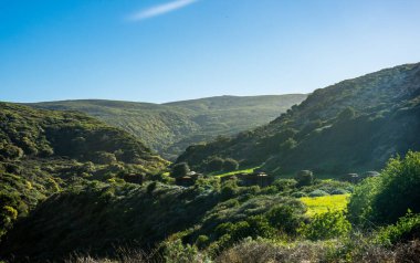 Yeşil Kaplamalı Tepeler Kanal Adaları Ulusal Parkı 'ndaki Santa Rosa Adası' ndaki Kamp alanını çevreledi