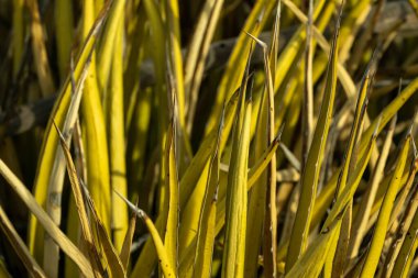 Lechuguilla 'nın Keskin İpuçları ve Sapıkları Büyük Kıvrım Ulusal Çerçevesini Doldurun