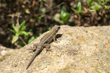 Ada Çitleri Kertenkelesi, Kanal Adaları Ulusal Parkı 'ndaki Santa Rosa' da bir kayanın üzerinde dinleniyor.