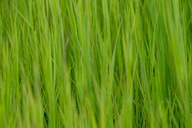 Grand Teton Ulusal Parkı 'nda yazın büyüyen Yeşil Çimenlerin Yakın Dokuları