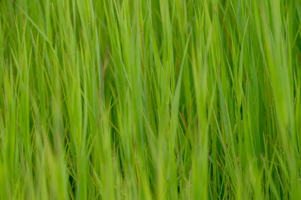 Grand Teton Ulusal Parkı 'nda yazın büyüyen Yeşil Çimenlerin Yakın Dokuları