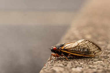 Büyük Ağustos Böceği, her yıl meydana gelen bir gelişmeden sonra beton kaldırımda oturur.