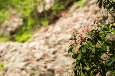 Mount Laurel, Shenandoah Ulusal Parkı 'ndaki Austin Dağı boyunca uzanan Moutain Side' ı koruyor.