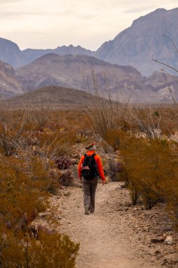 Ocotillo Bitkilerinin Büyük Kıvrımlı Ulusal Parkı 'ndaki Ocotillo Tarlalarında Turuncu Paltolu Kadın Yürüyüşü