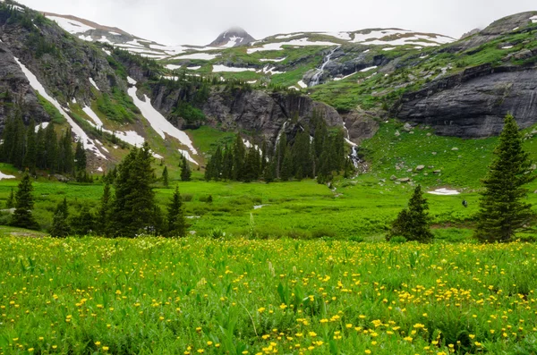 コロラド州の山地流域で黄色の花々 — ストック写真