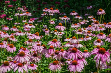 Coneflower (Echinacea alan)