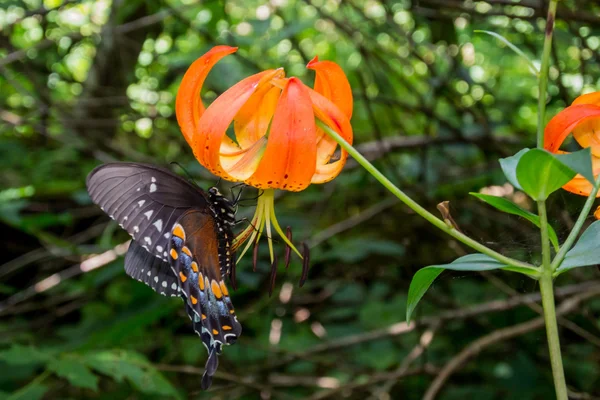 Turci Cap Lily a motýl — Stock fotografie