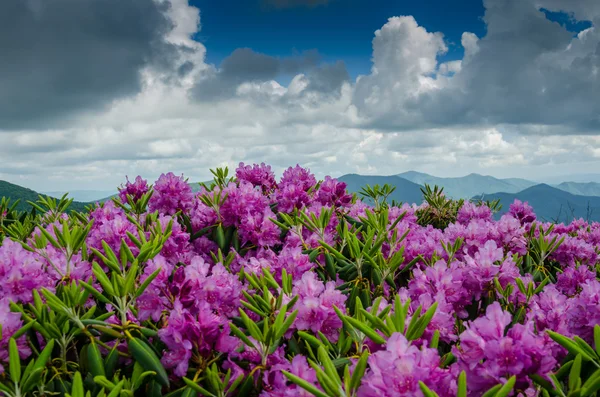 Rhododendron auf jane kahl — Stockfoto