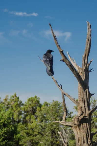 Corvo na árvore — Fotografia de Stock